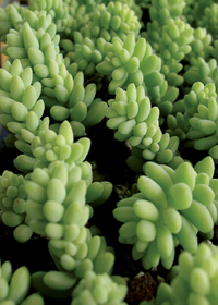 Sedum morganianum 'Burrito'